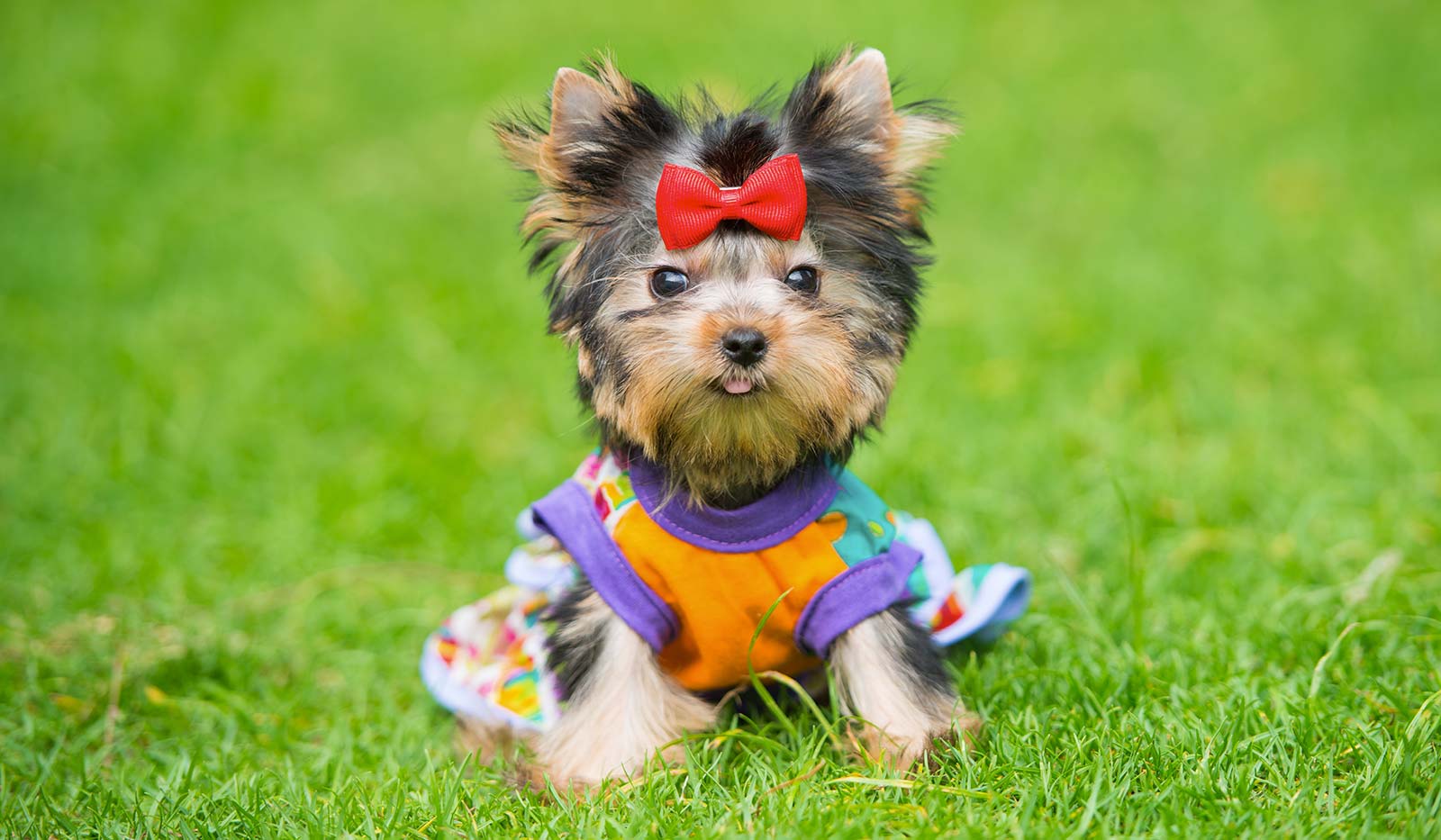 Moda Com Protocol Moda pet: por que costurar e incluir na sua produção?